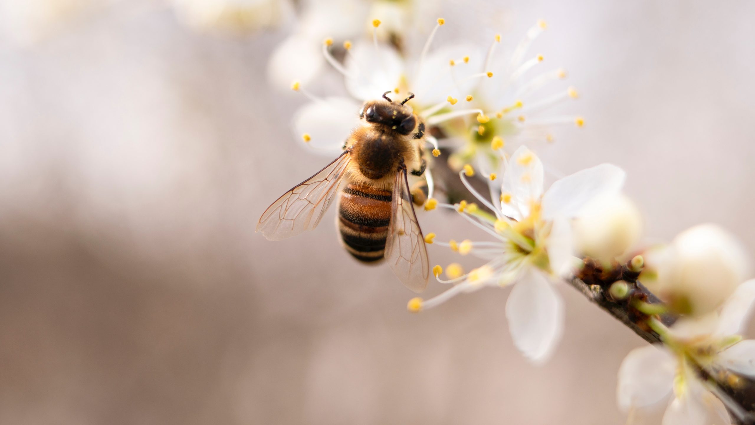 Bees pollinating flower