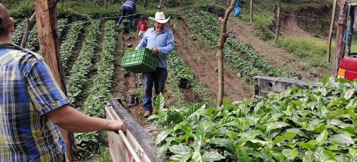 Image credits: APROCAOH (Asociación de Productores Cafetaleros de Occidente de Honduras).