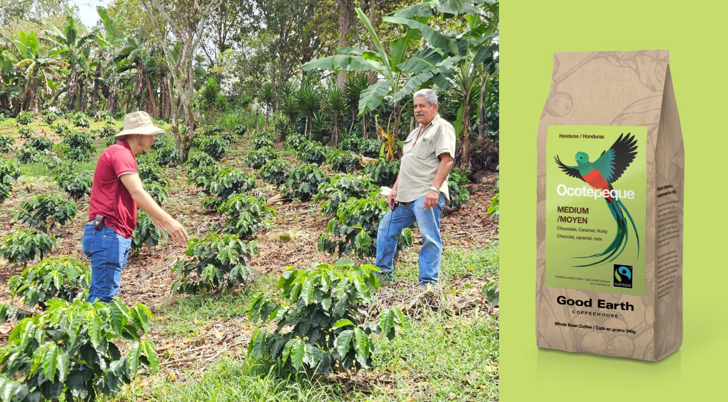 Good Earth Ocotepeque Coffee - Photo courtesy of APROCAOH (Asociación de Productores Cafetaleros de Occidente de Honduras).